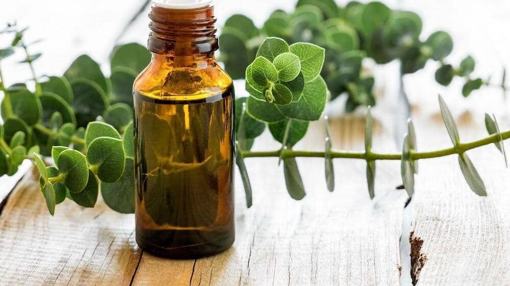 eucalyptus fragrance oil for spa scenting