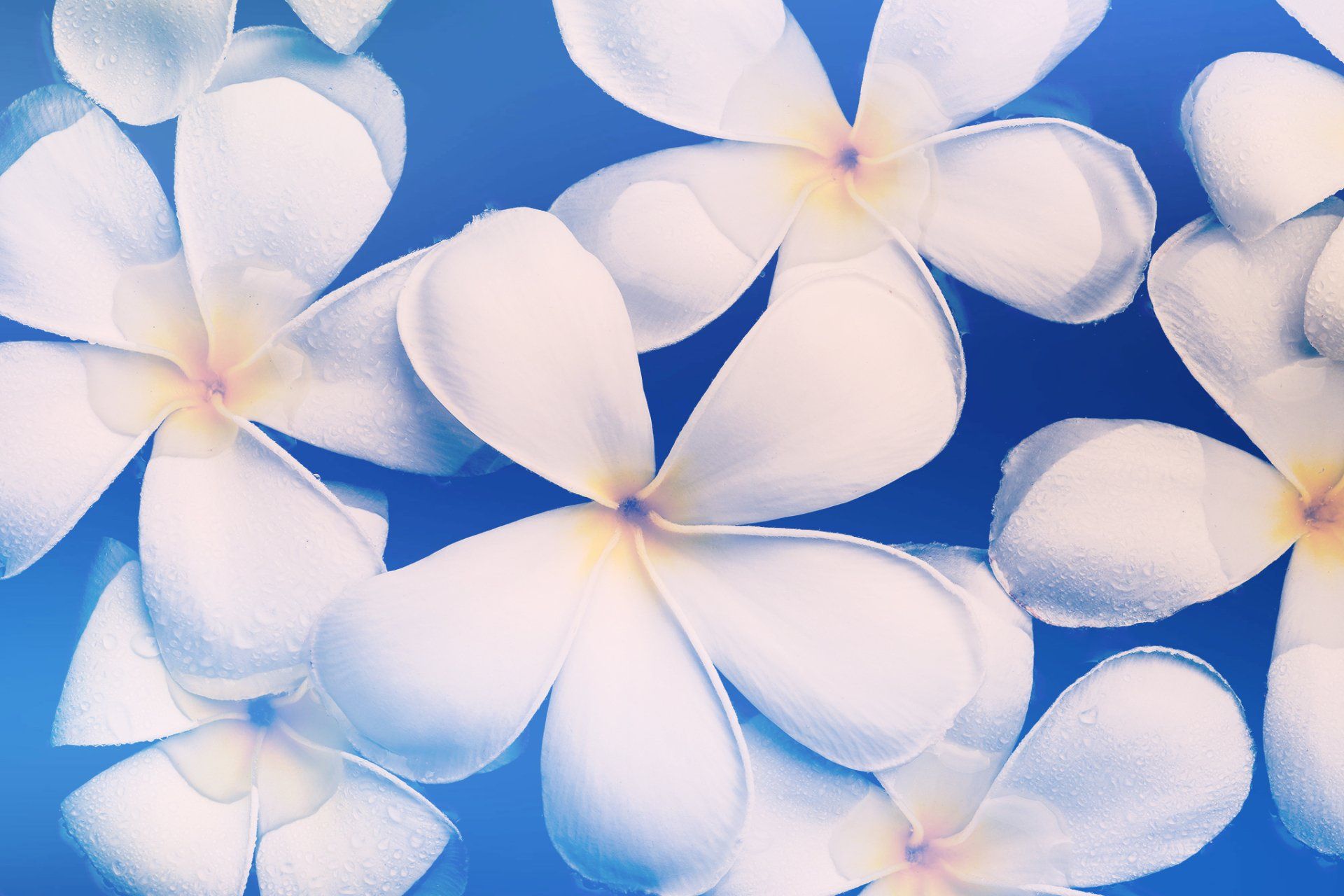 Beautiful white Frangipani flower (or Plumeria) known as Champa